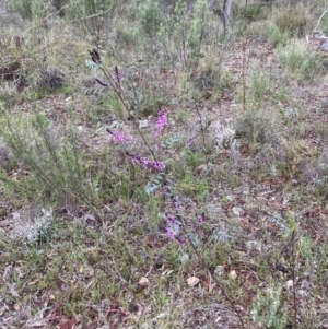 Indigofera australis subsp. australis at Jerrabomberra, ACT - 27 Aug 2021