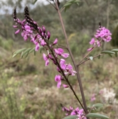 Indigofera australis subsp. australis at Jerrabomberra, ACT - 27 Aug 2021