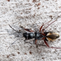 Daerlac cephalotes (Ant Mimicking Seedbug) at Black Mountain - 1 Sep 2021 by Roger
