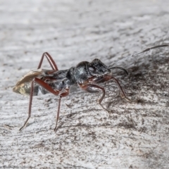 Daerlac cephalotes at Bruce, ACT - 1 Sep 2021 12:44 PM