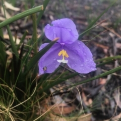 Patersonia sericea var. sericea (Silky Purple-flag) at Boro, NSW - 4 Sep 2021 by mcleana