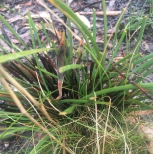 Patersonia sericea var. sericea at Boro, NSW - 4 Sep 2021