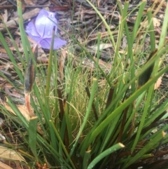 Patersonia sericea var. sericea at Boro, NSW - 4 Sep 2021