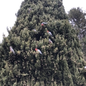 Callocephalon fimbriatum at Reid, ACT - suppressed