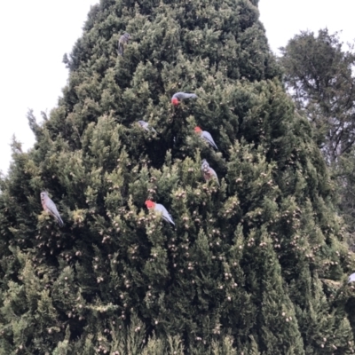 Callocephalon fimbriatum (Gang-gang Cockatoo) at Reid, ACT - 27 Aug 2021 by Mowey