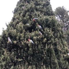 Callocephalon fimbriatum at Reid, ACT - suppressed