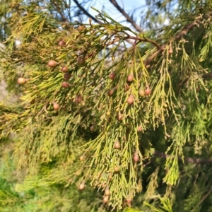 Exocarpos cupressiformis at Cook, ACT - 3 Sep 2021