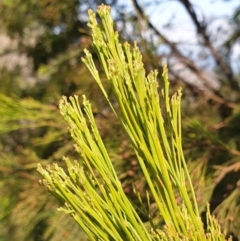 Exocarpos cupressiformis at Cook, ACT - 3 Sep 2021 10:19 AM