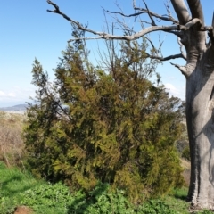 Exocarpos cupressiformis at Cook, ACT - 3 Sep 2021