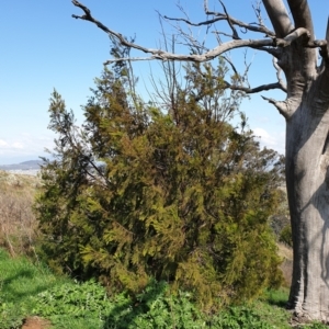 Exocarpos cupressiformis at Cook, ACT - 3 Sep 2021 10:19 AM