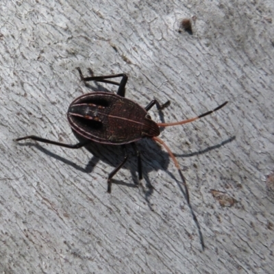 Theseus modestus (Gum tree shield bug) at Molonglo River Reserve - 2 Sep 2021 by Christine