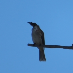 Philemon corniculatus (Noisy Friarbird) at Hawker, ACT - 2 Sep 2021 by Christine