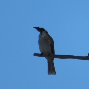 Philemon corniculatus at Hawker, ACT - 2 Sep 2021 10:12 AM