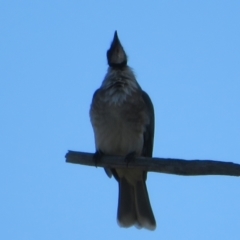 Philemon corniculatus at Hawker, ACT - 2 Sep 2021