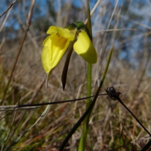 Diuris chryseopsis at Boro, NSW - 2 Sep 2021