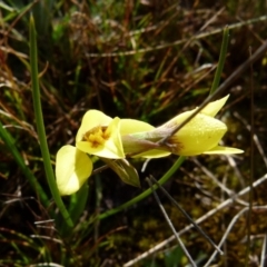 Diuris chryseopsis at Boro, NSW - 2 Sep 2021