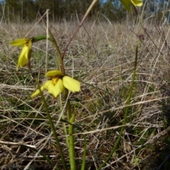 Diuris chryseopsis at Boro, NSW - 2 Sep 2021