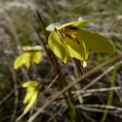 Diuris chryseopsis at Boro, NSW - 2 Sep 2021