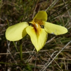 Diuris chryseopsis at Boro, NSW - 2 Sep 2021