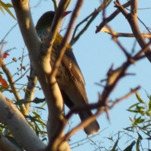 Oriolus sagittatus at Boro, NSW - 2 Sep 2021