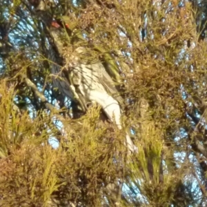 Oriolus sagittatus at Boro, NSW - 2 Sep 2021