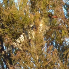 Oriolus sagittatus at Boro, NSW - 2 Sep 2021