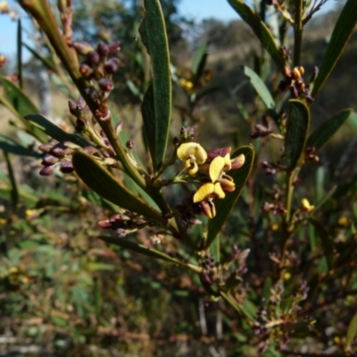 Daviesia mimosoides (Bitter Pea) at Boro - 1 Sep 2021 by Paul4K