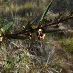 Daviesia mimosoides at Boro, NSW - suppressed