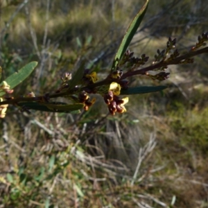 Daviesia mimosoides at Boro, NSW - 2 Sep 2021