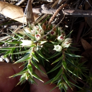 Melichrus urceolatus at Boro, NSW - 2 Sep 2021