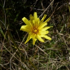 Microseris walteri (Yam Daisy, Murnong) at Boro, NSW - 2 Sep 2021 by Paul4K