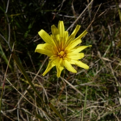 Microseris walteri (Yam Daisy, Murnong) at Boro, NSW - 1 Sep 2021 by Paul4K