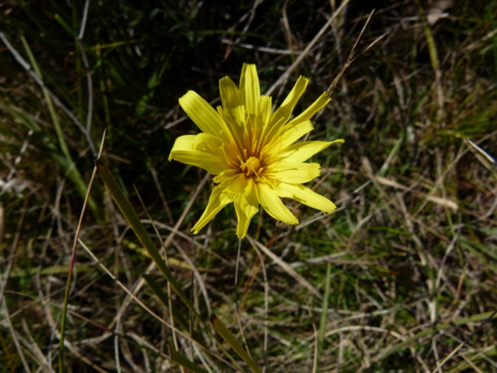 Microseris lanceolata - Canberra Nature Map