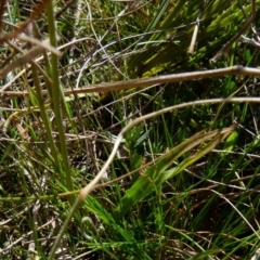 Microseris walteri at Boro - 2 Sep 2021