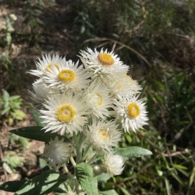 Coronidium elatum subsp. elatum (Tall Everlasting) at Mittagong - 1 Sep 2021 by KarenG