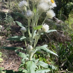 Coronidium elatum subsp. elatum at Woodlands, NSW - 1 Sep 2021