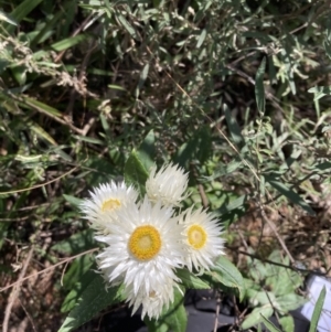 Coronidium elatum subsp. elatum at Woodlands, NSW - 1 Sep 2021