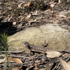 Rankinia diemensis (Mountain Dragon) at Wingecarribee Local Government Area - 1 Sep 2021 by KarenG