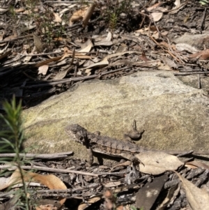 Rankinia diemensis at Mittagong, NSW - 1 Sep 2021