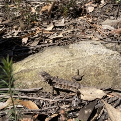 Rankinia diemensis (Mountain Dragon) at Mittagong, NSW - 1 Sep 2021 by KarenG