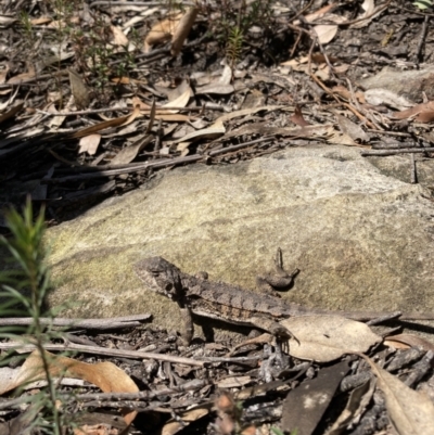 Rankinia diemensis (Mountain Dragon) at Wingecarribee Local Government Area - 1 Sep 2021 by KarenG