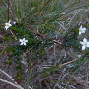 Rhytidosporum prostratum at Boro, NSW - suppressed