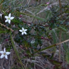 Rhytidosporum prostratum at Boro, NSW - suppressed