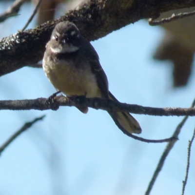Rhipidura albiscapa (Grey Fantail) at Boro, NSW - 3 Sep 2021 by Paul4K