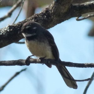 Rhipidura albiscapa at Boro, NSW - 3 Sep 2021