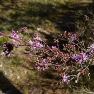 Kunzea parvifolia at Boro, NSW - 3 Sep 2021