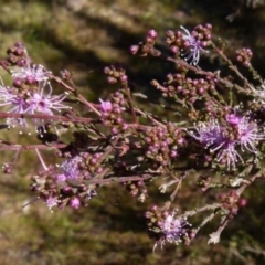 Kunzea parvifolia at Boro, NSW - 3 Sep 2021