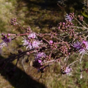 Kunzea parvifolia at Boro, NSW - 3 Sep 2021