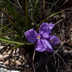 Patersonia sericea var. sericea (Silky Purple-flag) at Boro - 3 Sep 2021 by Paul4K