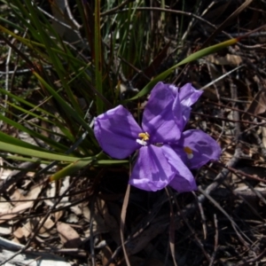 Patersonia sericea var. sericea at Boro, NSW - 3 Sep 2021
